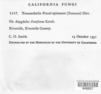 Tranzschelia pruni-spinosae image